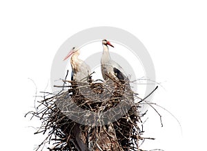 Stork`s nest on a branch of a tree with two storks. Isolated on white background
