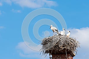 Stork`s nest from branches on a chimney with a family of birds