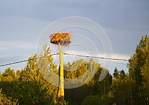 The stork`s nest on electric pole