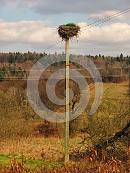Stork\'s Nest on Power Pole