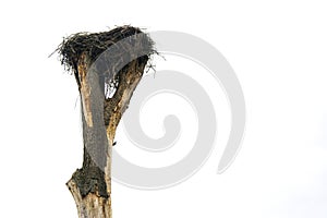 A stork`s nest, reared on an old tree