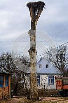 A stork`s nest, reared on an old tree