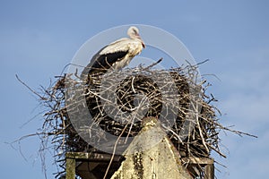 Stork`s Nest in Ruehstaedt, Germany, 2017