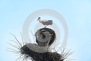 A stork's nest and a stork standing on the nest and watching the world from it.