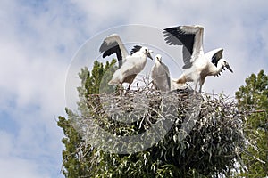 Stork's Nest with young Storks