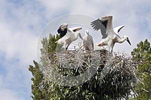Stork's Nest with young Storks