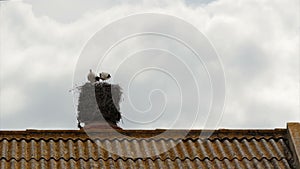 Stork's standing in nest on top of old chimney