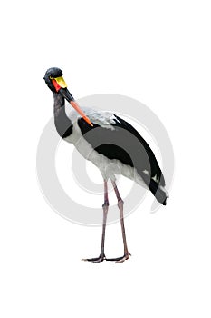 Stork stork saddle isolated on white