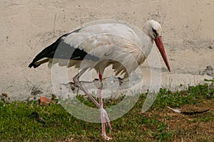 Stork