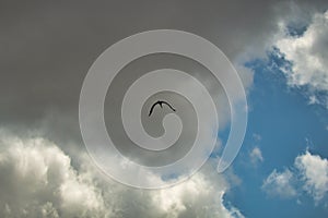 Stork silhouette flying at high altitude in a blue sky with clouds. Scientific name ciconia ciconia