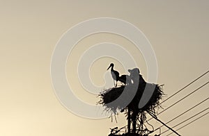 Stork silhouette sitting in a nest