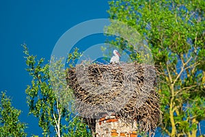 The stork sits in a nest in spring against the backdrop of green trees and blue sky