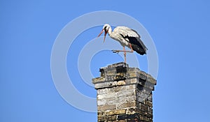 A stork sits on the roof of an old house
