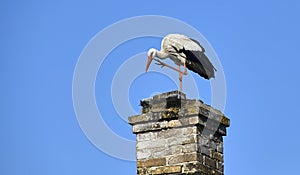 A stork sits on the roof of an old house