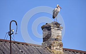 A stork sits on the roof of an old house