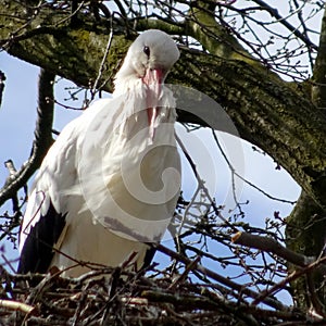Stork on stork nest
