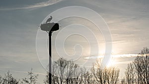 Stork sitting in its nest at sunset, hesse, germany