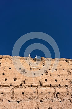 Stork sitting on medievil historic wall