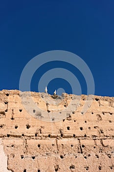 Stork sitting on medievil historic wall