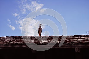 A stork sitting on an old traditional roof at the eco-museum of Alsace in Ungersheim