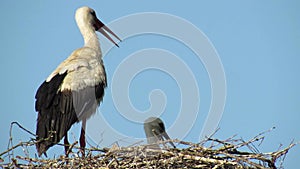 Stork with small storks in the nest Video.