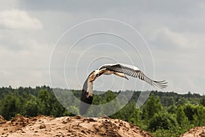 A stork soaring into the sky