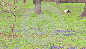Stork in spring walking in the grass