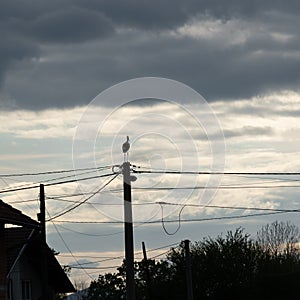 Stork stand on electric pylon against clouds