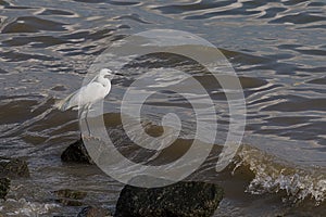 A stork is standing on the banks of the river.