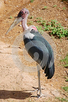 A stork standing boldly surveying the area.