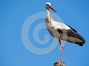 Stork standing on a lamp post