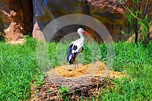 Stork standing in nest