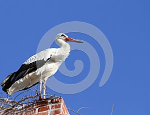 Stork standing on The Old Brick Chimney