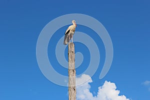 Stork standing on the telegraph-pole
