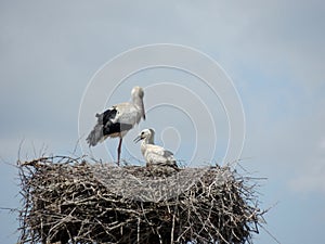 Stork stands with a baby storks in a nest made of branches, against sky. Armenia