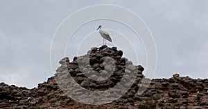 The stork stands on a destroyed stone wall then flies away
