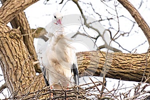 A stork stands in its nest in a large tree. The wind blows hard through the bird's feathers. copy-space