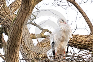 A stork stands in its nest in a large tree. The wind blows hard through the bird& x27;s feathers. copy-space