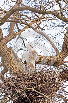 A stork stands in its nest in a large tree. The wind blows hard through the bird's feathers. copy-space