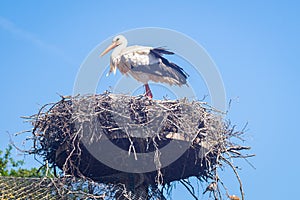 Stork stands on its nest on a sunny day
