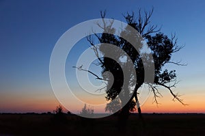 Stork Stands on One Leg on Dry Tree Branch and sunset on background