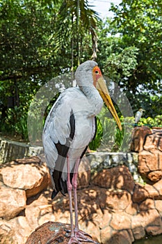Stork stands on a stone. Malaysia
