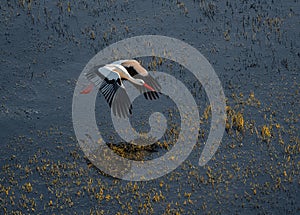 Stork starting to fly photo