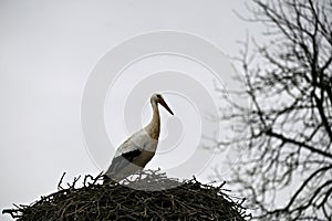 Stork in a stork nest