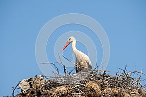 Stork on stork nest