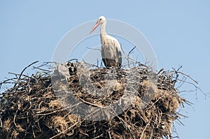 Stork on stork nest