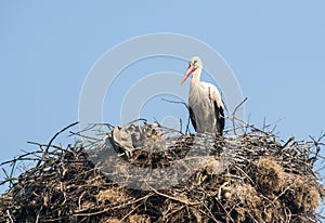 Stork on stork nest