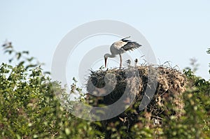 Stork on stork nest