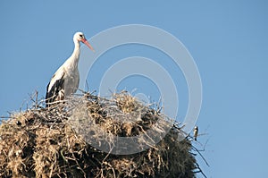 Stork on stork nest