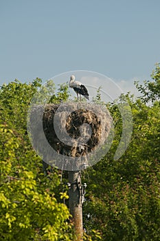 Stork on stork nest